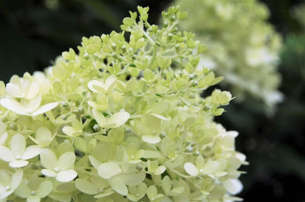 散歩で出会った草花