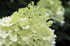 散歩で出会った草花