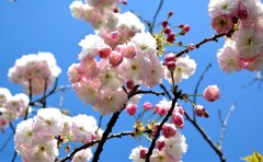 八重桜