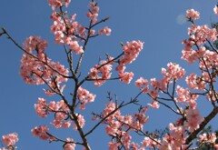 白子の桜