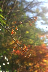 あの秋のヒカリはもう…