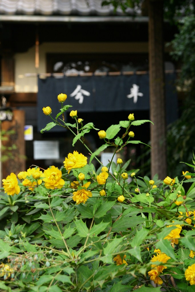 やまぶきの向こうは…