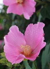 雨ニモマケズ1