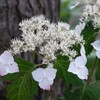 紫陽花を楽しもう