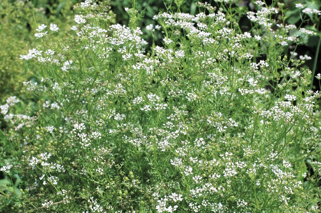 パクチーの花？