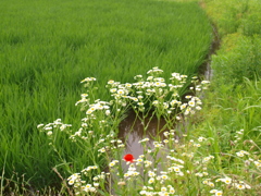 畦に咲くハルジオン