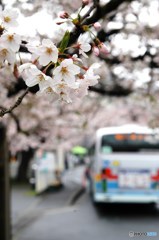 鎌倉山の桜3