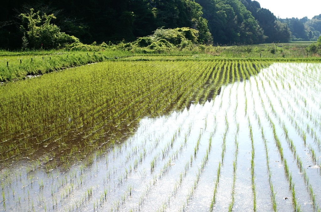 豊作を願って