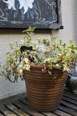 黒猫ちゃんの隠れ場所