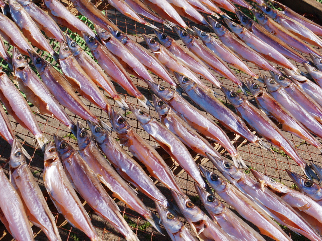 春の日向ぼっこⅠ