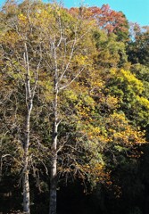 秋の公園・散歩道