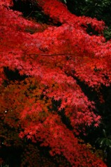 オールドレンズで見つけた秋