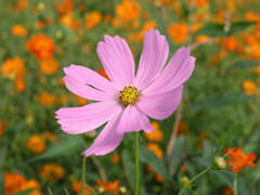 パラボラアンテナの如く