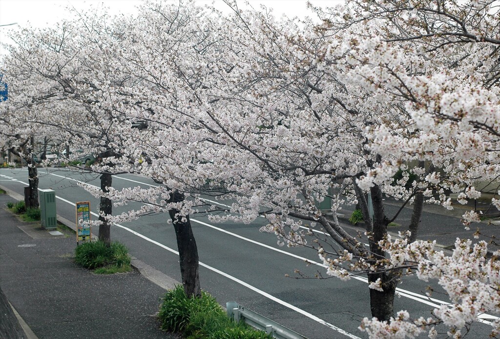 花冷えのさくら道
