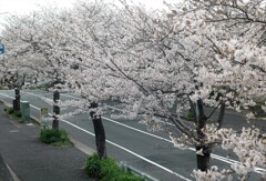 花冷えのさくら道