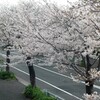 花冷えのさくら道
