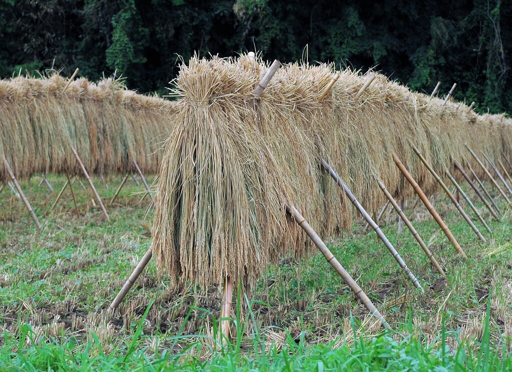 稲木干し