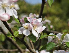 ほんのり染まって