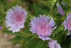 散歩で出会った草花