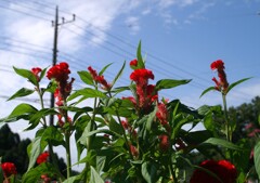 夏の花景色