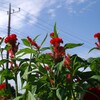 夏の花景色