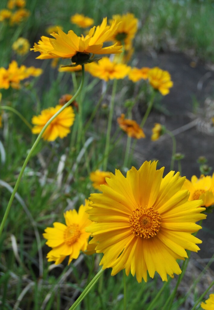 オオキンケイギク