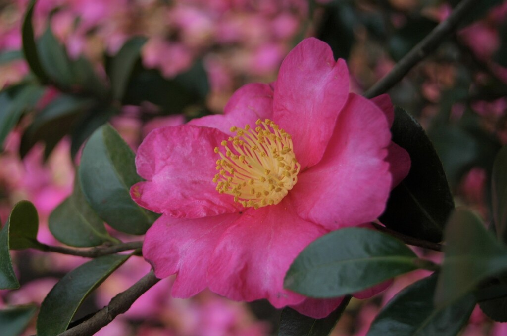 散歩で出会った草花
