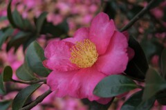 散歩で出会った草花