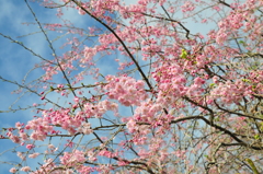 桜日和