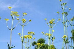 早すぎる夏