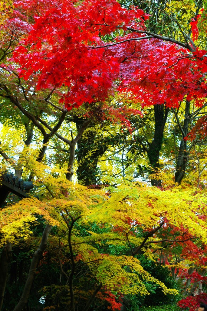 晩秋の古寺8