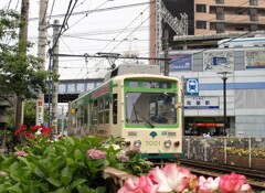 蔵出し　初夏の荒川線