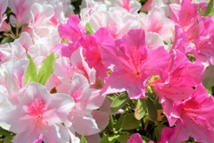 開花ラッシュ