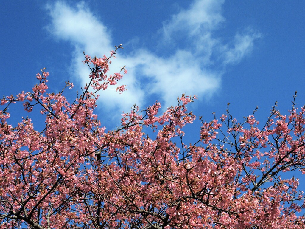 寒桜と雲