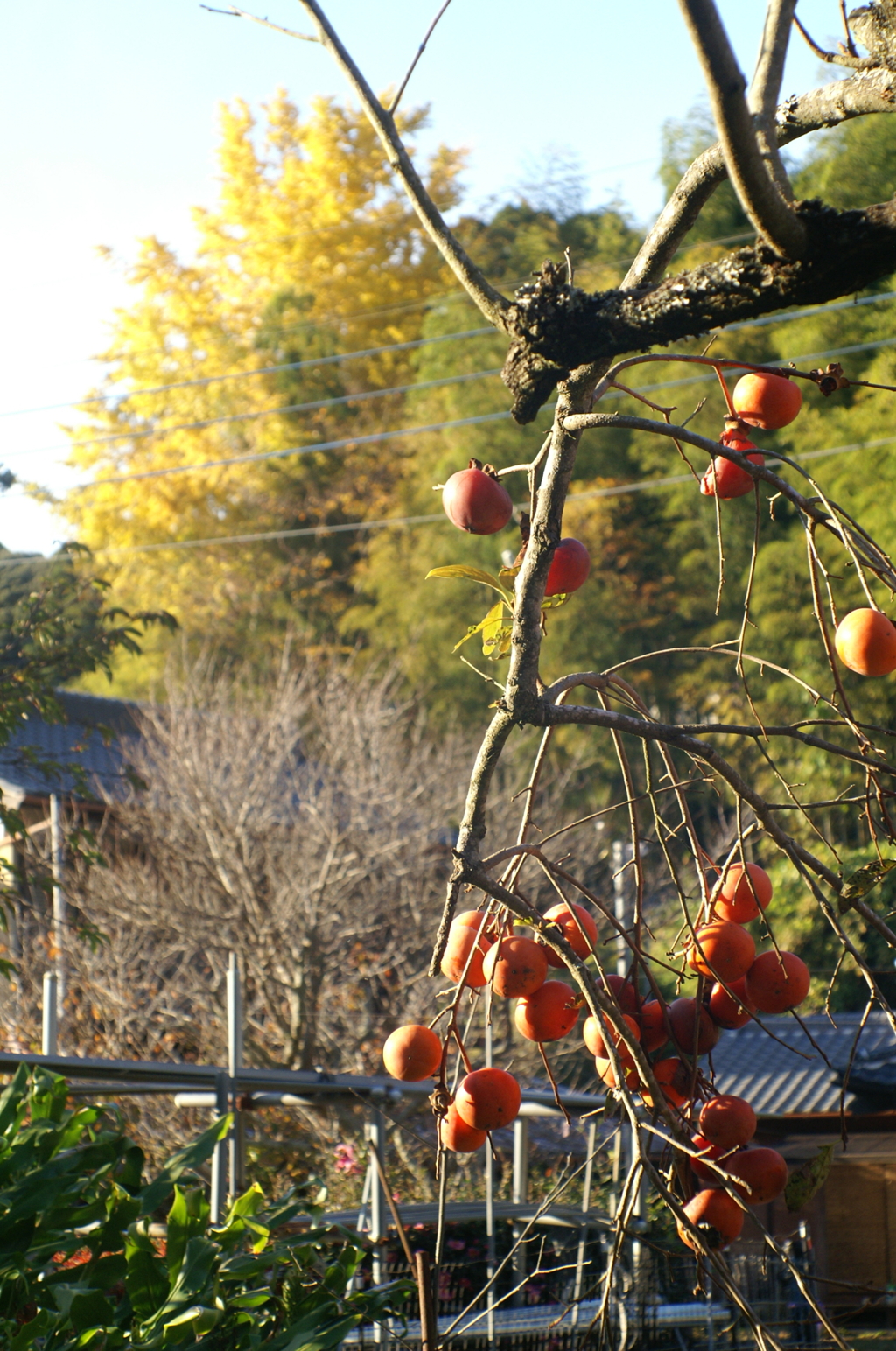 オールドレンズで見つけた秋