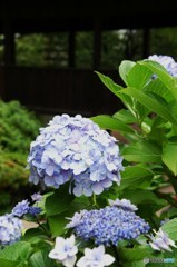 梅雨を彩る