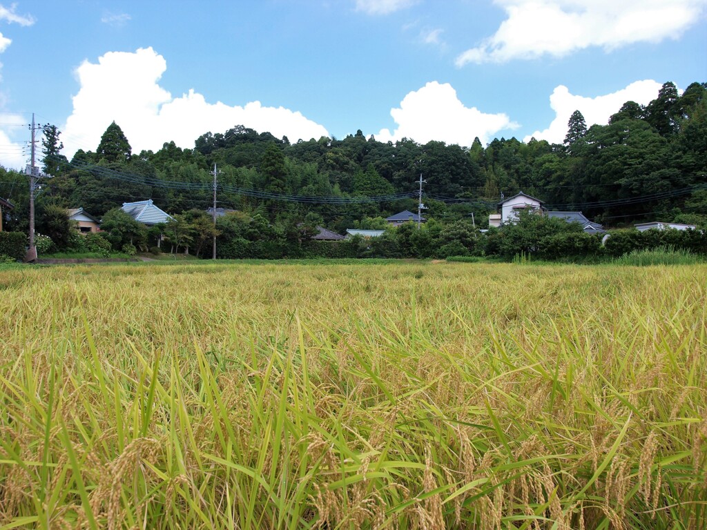もうすぐ里山も秋