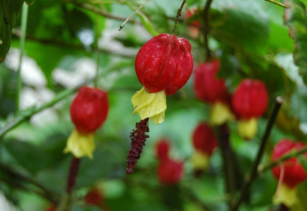 赤いてるてる坊主たち