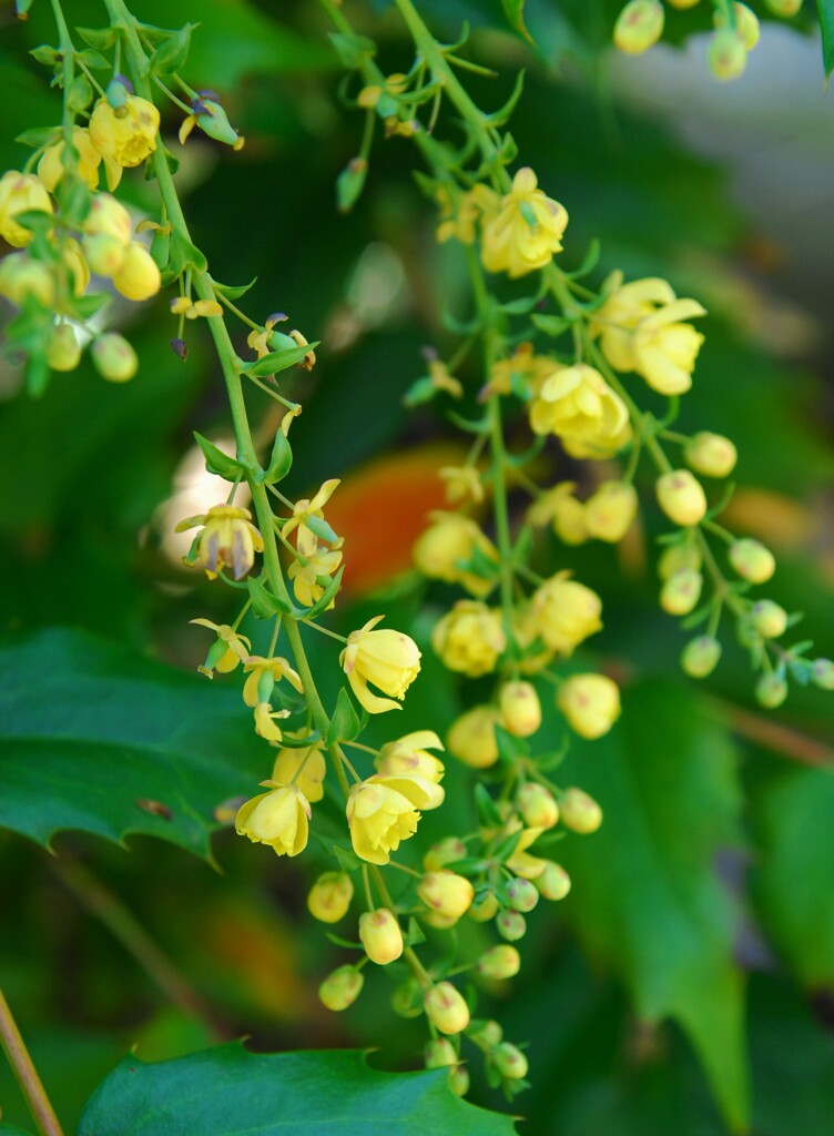 ヒイラギナンテン