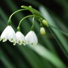 春を彩る花たち