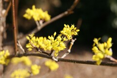 春の花  山茱萸
