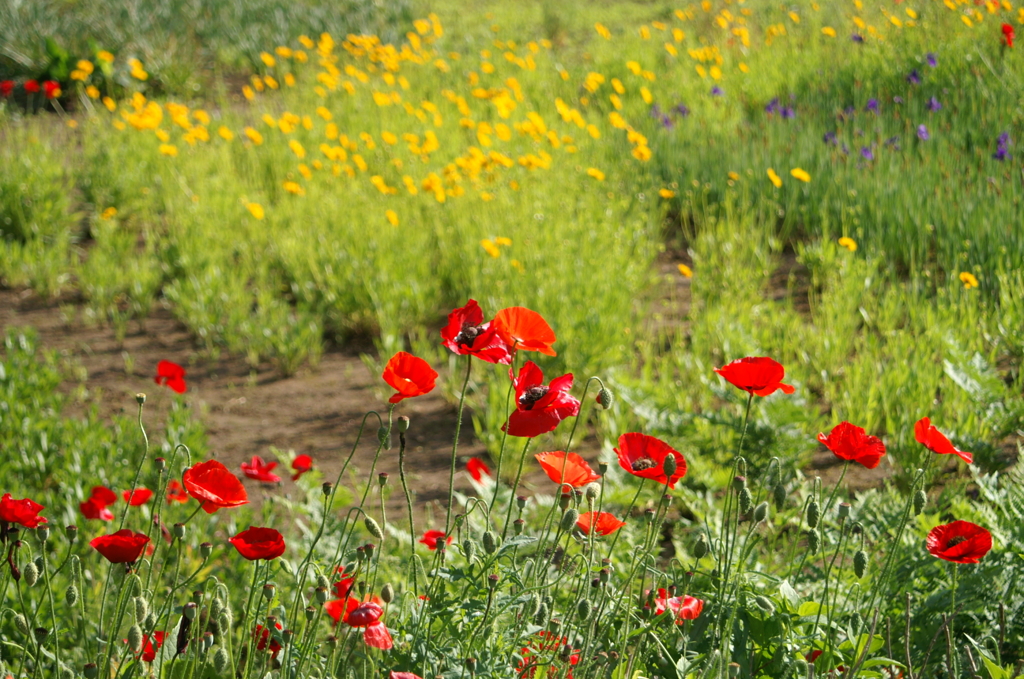 里山の花