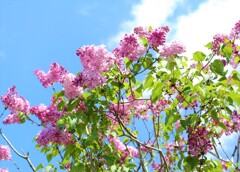 リラの花