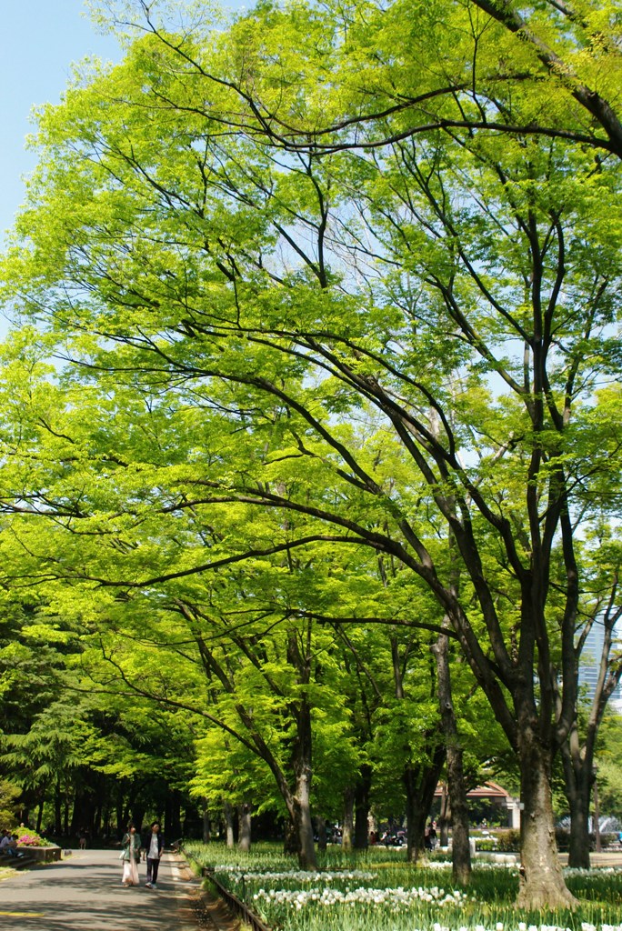 新緑の日比谷公園