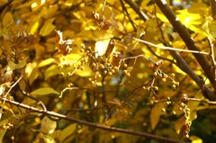 オールドレンズで見つけた秋