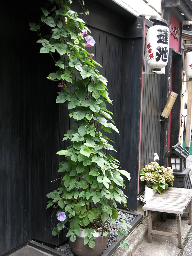 朝顔