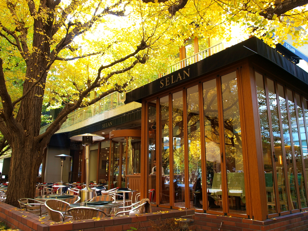 銀杏を見ながら