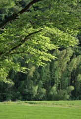 緑美しい里山