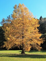 秋の公園・散歩道