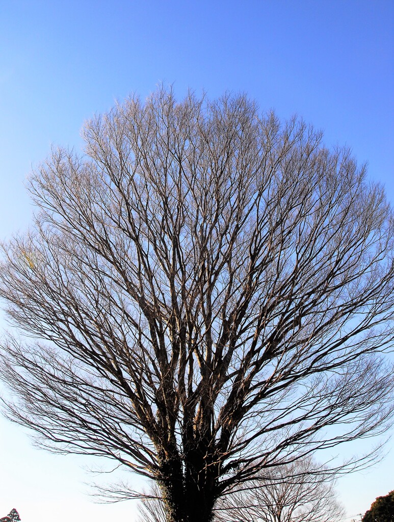 冬のケヤキ